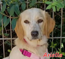 ARIELLA, Hund, Mischlingshund in Ochtendung - Bild 8