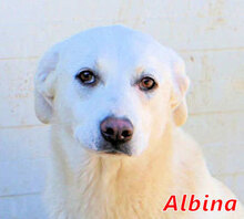 ALBINA, Hund, Mischlingshund in Italien - Bild 1