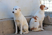 ALBINA, Hund, Mischlingshund in Italien - Bild 10