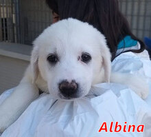 ALBINA, Hund, Mischlingshund in Italien - Bild 11