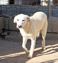 ALBINA, Hund, Mischlingshund in Italien - Bild 3