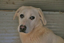 ALBINA, Hund, Mischlingshund in Italien - Bild 5