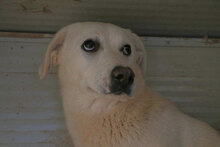 ALBINA, Hund, Mischlingshund in Italien - Bild 6