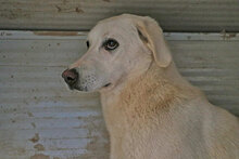 ALBINA, Hund, Mischlingshund in Italien - Bild 7