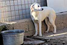 ALBINA, Hund, Mischlingshund in Italien - Bild 8