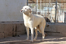ALBINA, Hund, Mischlingshund in Italien - Bild 9