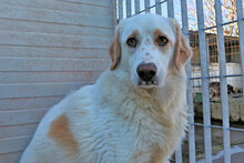 ARTURO, Hund, Mischlingshund in Italien - Bild 10