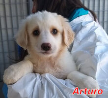 ARTURO, Hund, Mischlingshund in Italien - Bild 11