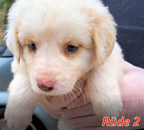 ARTURO, Hund, Mischlingshund in Italien - Bild 12