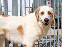 ARTURO, Hund, Mischlingshund in Italien - Bild 6