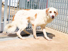 ARTURO, Hund, Mischlingshund in Italien - Bild 7
