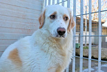 ARTURO, Hund, Mischlingshund in Italien - Bild 9