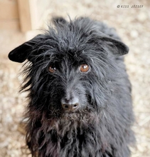 RIKI, Hund, Mischlingshund in Ungarn - Bild 1