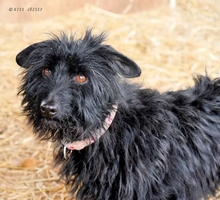RIKI, Hund, Mischlingshund in Ungarn - Bild 3