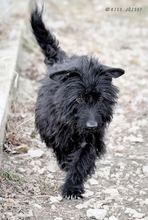 RIKI, Hund, Mischlingshund in Ungarn - Bild 4