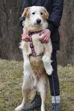 DAMJAN, Hund, Mischlingshund in Kroatien - Bild 10