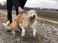 DAMJAN, Hund, Mischlingshund in Kroatien - Bild 2