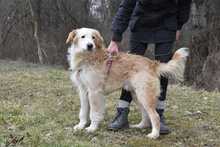 DAMJAN, Hund, Mischlingshund in Kroatien - Bild 8
