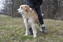 DAMJAN, Hund, Mischlingshund in Kroatien - Bild 9