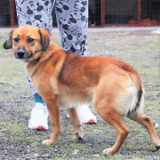 KORN, Hund, Mischlingshund in Slowakische Republik - Bild 1