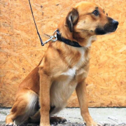 KORN, Hund, Mischlingshund in Slowakische Republik - Bild 4