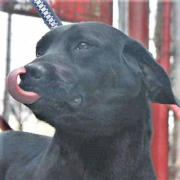 SCOTTY, Hund, Labrador-Mix in Slowakische Republik - Bild 6