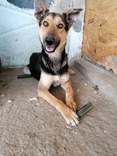 JACK, Hund, Mischlingshund in Rumänien - Bild 1
