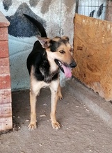 JACK, Hund, Mischlingshund in Rumänien - Bild 3