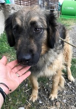 PHOENIX, Hund, Hirtenhund-Mix in Rumänien - Bild 1