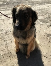 PHOENIX, Hund, Hirtenhund-Mix in Rumänien - Bild 4