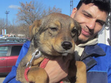 ILLIMANI, Hund, Mischlingshund in Bulgarien - Bild 1