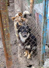ILLIMANI, Hund, Mischlingshund in Bulgarien - Bild 10