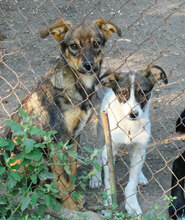 ILLIMANI, Hund, Mischlingshund in Bulgarien - Bild 2