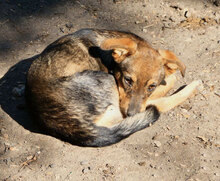 ILLIMANI, Hund, Mischlingshund in Bulgarien - Bild 4