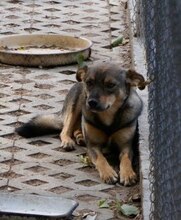 ILLIMANI, Hund, Mischlingshund in Bulgarien - Bild 5
