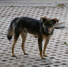 ILLIMANI, Hund, Mischlingshund in Bulgarien - Bild 6
