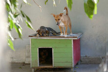 ILLIMANI, Hund, Mischlingshund in Bulgarien - Bild 7
