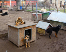 ILLIMANI, Hund, Mischlingshund in Bulgarien - Bild 8