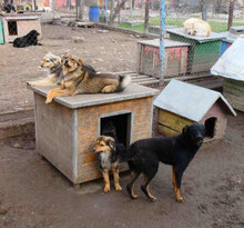 ILLIMANI, Hund, Mischlingshund in Bulgarien - Bild 9