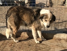 YUKI, Hund, Mischlingshund in Rumänien - Bild 1