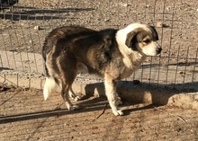 YUKI, Hund, Mischlingshund in Rumänien - Bild 2