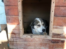 YUKI, Hund, Mischlingshund in Rumänien - Bild 3