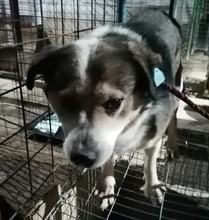 YUKI, Hund, Mischlingshund in Rumänien - Bild 4