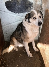 YUKI, Hund, Mischlingshund in Rumänien - Bild 5
