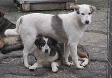 ODIN, Hund, Mischlingshund in Bulgarien - Bild 11
