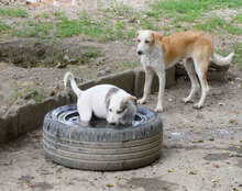 ODIN, Hund, Mischlingshund in Bulgarien - Bild 12