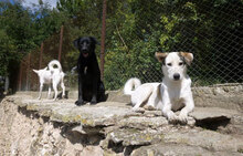 ODIN, Hund, Mischlingshund in Bulgarien - Bild 16