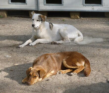 ODIN, Hund, Mischlingshund in Bulgarien - Bild 21