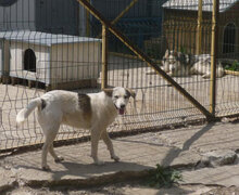 ODIN, Hund, Mischlingshund in Bulgarien - Bild 22