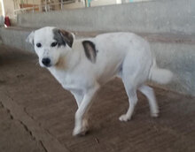 ODIN, Hund, Mischlingshund in Bulgarien - Bild 25